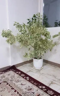 گل بنجامین