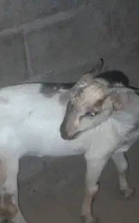 گهره نر