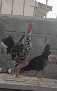 یک عدد خروس