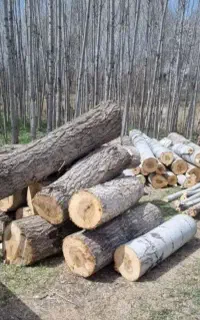 خریدارو برش همه نوع چوب تر و خشک با بالاترین قیمت)