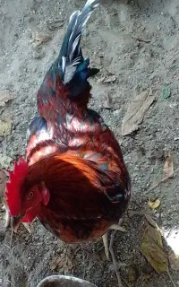 خروس هیکلی