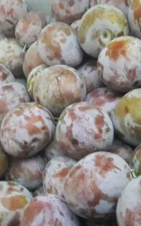 آلو خاکی