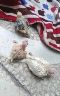 عروس جوجه و غیره