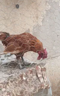 خروس