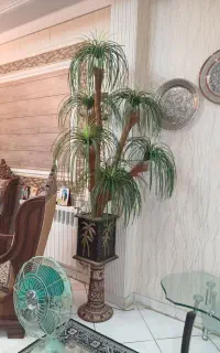 گلدان و زیر گلدانی نخل