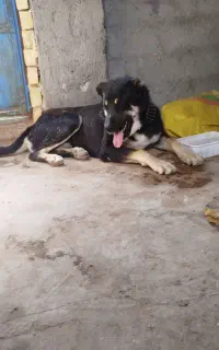 سگ گمشده
