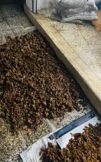کشمش در کلاردشت