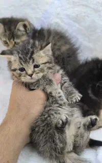 بریتیش تبی گلد نر و ماده