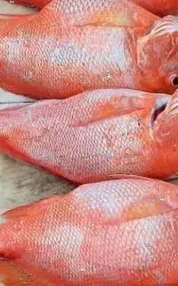 ماهی ب صورت عمده و خورده
