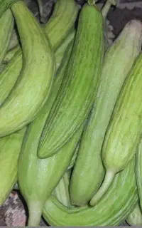 فروش خیار چنبر فوری زیر قیمت