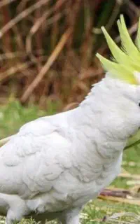 کاکادو