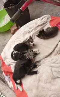 واگذاری ۵تا بچه گربه به همراه مادر
