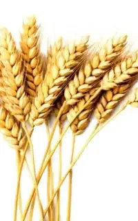 فروش فوری عمده گندم تمیز