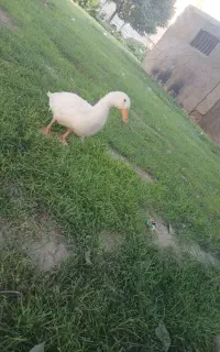 اردک