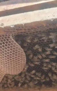 فروش زنبور عسل