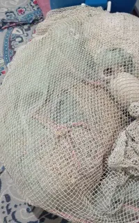 جل میگو درگهان در حد نو