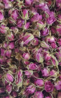 غنچه گل محمدی رابر اسکر