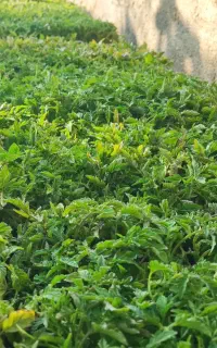 نهال گوجه فرنگی هیبرید و خزانه ای