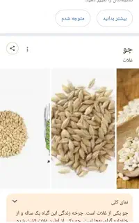 جو ایرانی