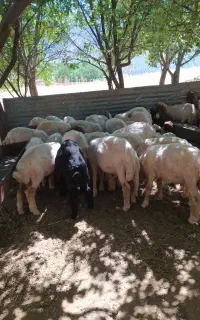 پشم چینی بره با دستگاه صنعتی