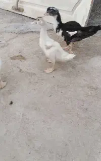 جوجه اردک موسکویی