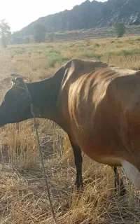 گاو شیری و‌آبستن با گوستر