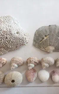 صدف