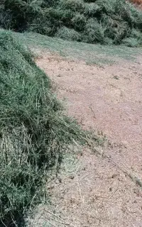 یونجه خالص