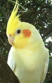 عروس هلندی پیدا شده
