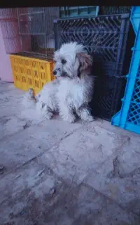 واگذاری سگ شیتزو