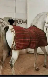 کره مادیان نوه کامران