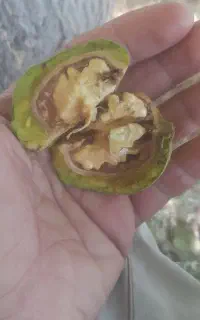 گردو سبز باغ گردو