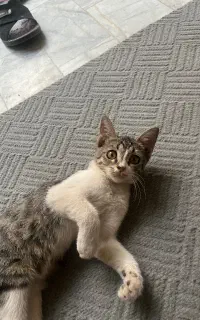 بچه گربه