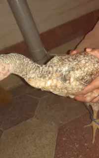 خروس لاری