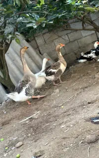 غاز محلی دورگه