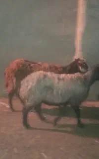 فروش میش