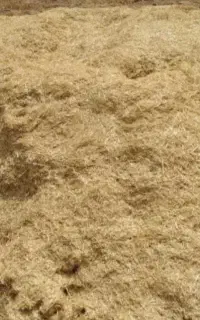 کاه گندم