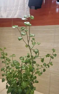گلهای خاص و کلکسیونی