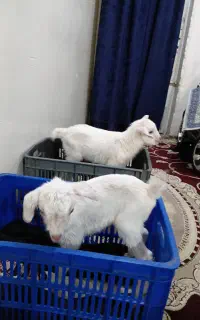 بزغاله سانن دوقلو دوقلوزا ازنژاد پرشیر
