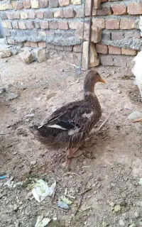 اردک و خروس سفید(فروش فوری  زیر قیمت)