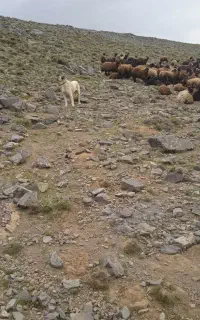 ماده سرابی