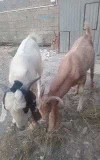 فروش دوعدد گوسفند نر