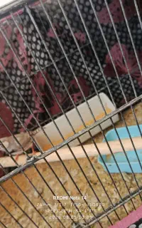 فنج درجه یک