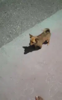 سگ پامر