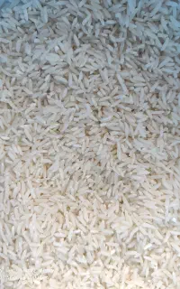 برنج طارم هاشمی اصل درجه یک با آب جنگل