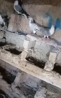 کفتر
