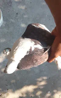 کبوتر