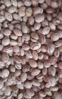 لوبیا چیتی درجه یک