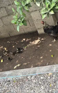 مرغ مادر + همراه ۹ عدد جوجه اردک
