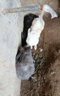 خرگوش